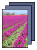 [Tulip Festival 2002]