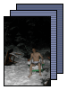 [rainiercabin]